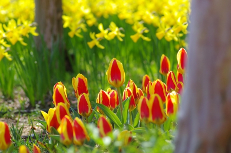 Tulips - flower, pink, cute, beautiful, flowers, photo, spring, lovely, nature, green