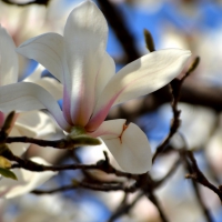 Magnolia Tree Blossom