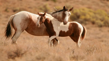 wild horses - horses, wild, animals, wallpaper, usa