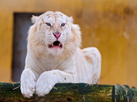 Tiger - hd, predator, cats, albino, big, wallpaper, tiger