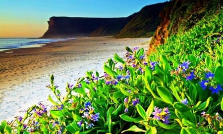 Fields of flower - fields, beach, mountain, colorful, bay, waves, nature, seashore, flowers, se