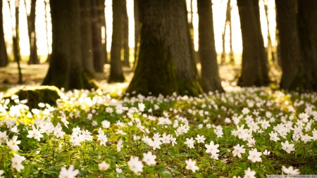 White forest flowers - landscape, wallpaper, spring, nature, hd, forest, blossoms, tree, flowers, grass, scene