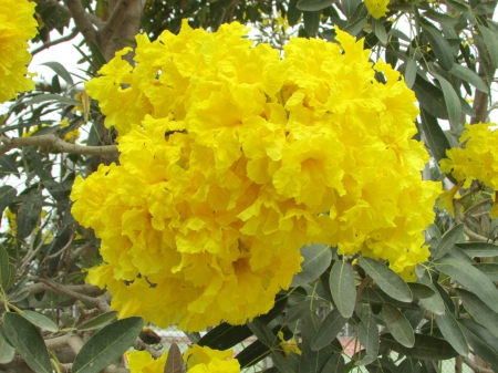 Silver trumpet tree - silver trumpet tree, yellow, flower, tabebuia aurea