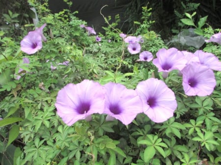 Morning Glory Tree - morning glory, purple, tree, flower