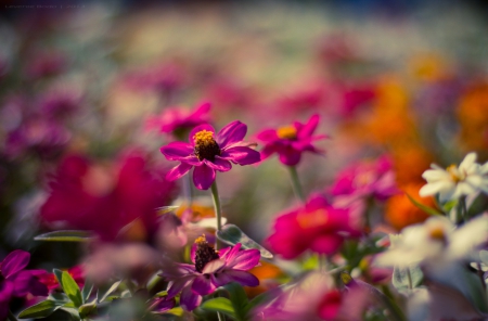 Flowerbed - flowers, flowerbed, blur, pink