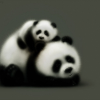 Cute panda bears