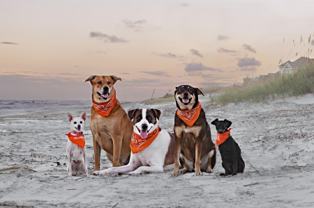 Beach gang :) - puppy, animals, lovely, pretty, puppys, beautiful, dog, animal, dogs, sweet, cute