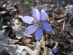 Spring Time in Sweden