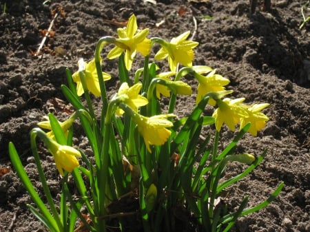 Spring Time - yellow, daffodill, soil, garden, spring