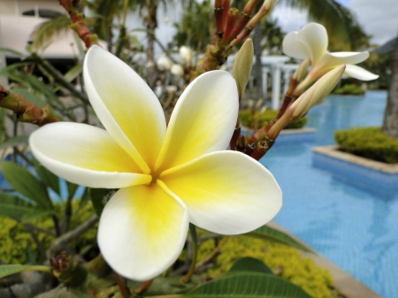 Plumeria For Dear Friend Adi - flower, swimming pool, plumeria, flowers, bora