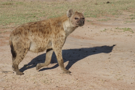 hyena - spots, brown, smiles, beige