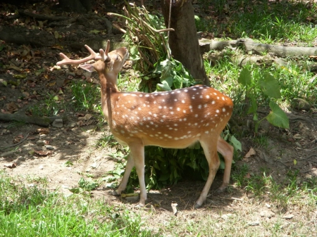 Sika deer - Formosan, Taiwan, white, marks