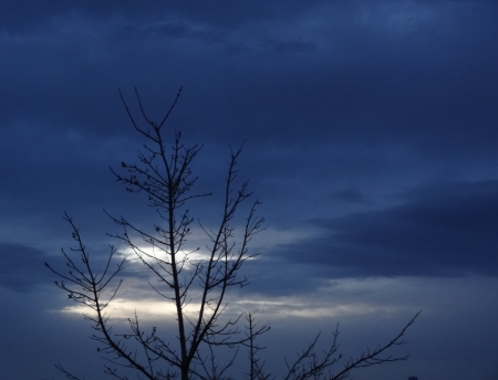 Cloudy Morning Sky - cloud, sky, tree, morning