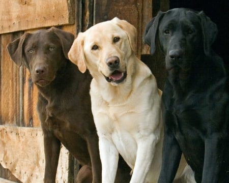 labrador retrievers - sitting, brown, black, yellow