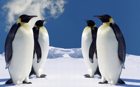 Emperor penguins - cold, big, Antartic, swimming