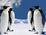 Emperor penguins