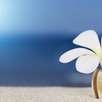 white flower in the sand