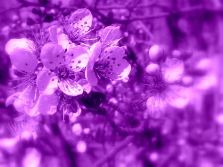 Crab Apple Tree - 2014, purple, tree, apple, crab