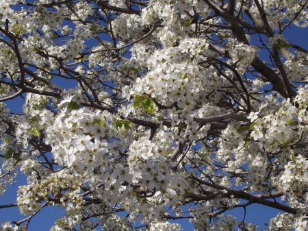 Pear Tree - 2014, tree, wht, pear