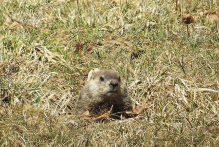 Peek- A-Boo Groundhog - groundhog, animal, nature, spring, field