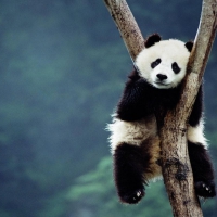 Cute panda bear on tree