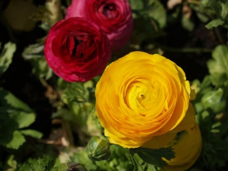 Persian Buttercup - nature, buttercup, green, leaves, flowers, persian