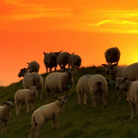 Sheeps at sunset