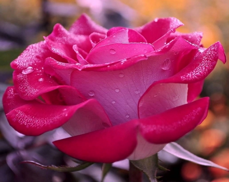 Beauty of Rose - romantic, beautiful, beauty, love, pink, colors of nature, nature, rose flower, rose, gift