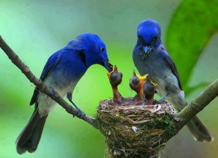 Feeding Our Young - nest, blue birds, chicks, birds