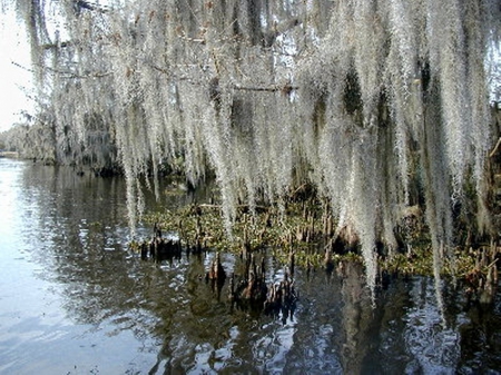 Spanish Moss on Trees - moss, bayou, hanging, waterways