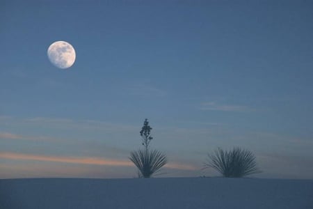 Moonrise over the desert - moon, sky, desert, moonrise