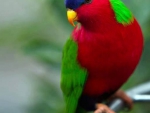 Colorful Bird