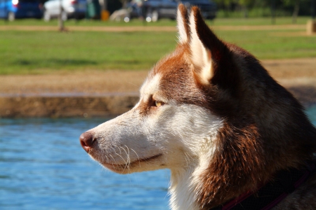 Husky - puppy, animals, lovely, pretty, puppys, beautiful, dog, animal, dogs, sweet, cute