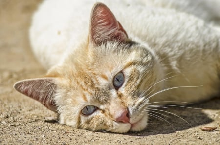 Cat - hat, pretty, cat face, beautiful, lovely, paws, cat, kitten, cute, cats, face, sleeping, animals, kitty