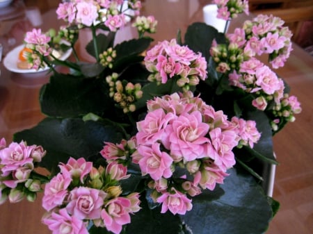 Kalanchoe blossfeldiana - table, pot, flower, pink