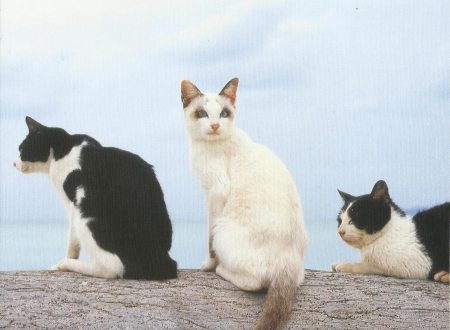 Three  cats - cute, cats, paws, feline