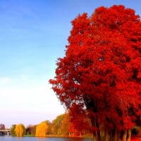 Autumn In Red