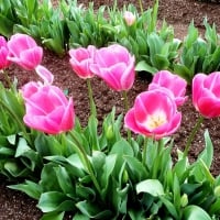 Beautiful Tulips