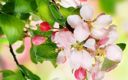 Beautiful Spring Flowers - beautiful, buds, spring, lovely, flower, pink, leaves, white, nature