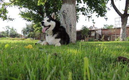 Husky - animal, pretty, cute, animals, beautiful, sweet, puppy, puppys, dogs, lovely, dog