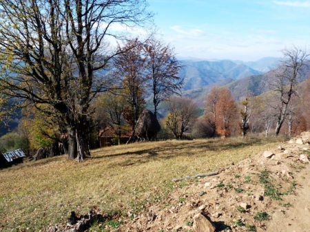 Up in the Mountain - photo, photography, trees, nature, mountain, bulgaria