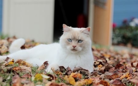 Cat - paws, face, pretty, cute, animals, beautiful, cat, sleeping, kitty, cats, kitten, hat, lovely, cat face