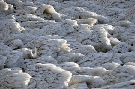 Frozen - winter, photography, snow, photo, Bulgaria, ice, frozen, white, nature