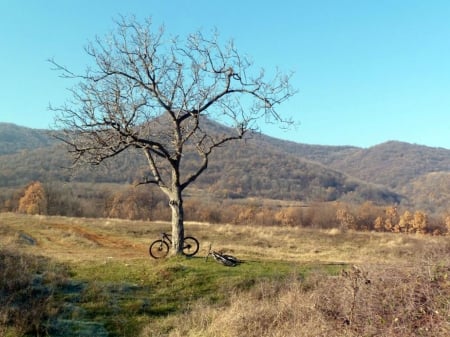 Lonely Tree II - photo, photography, tree, bikes, nature, mountain, bulgaria