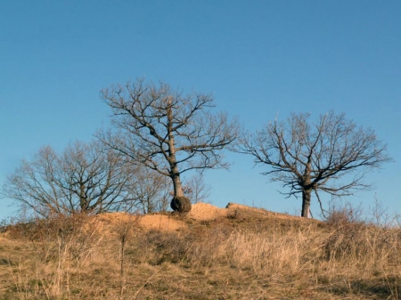 Three Trees - nature, sky, trees, blue, photography, photo, bulgaria