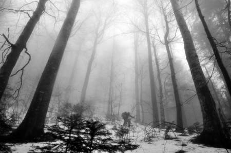 Winter Forest - trees, winter, fog, photography, snow, forest, photo, Bulgaria, nature, mist, cold