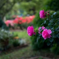 Beautiful Roses