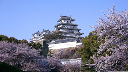 Himeji Castle - blossoms, punk flowers, sakura, cherry, Japan, landscape, scene, HD, spring, petals, Japanese, nature, wallpaper