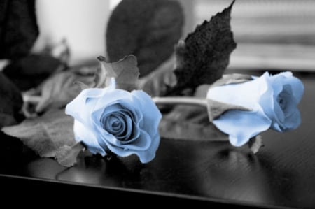 For You â™¥ - dreams, roses, blue roses, beautiful, for you, contrast