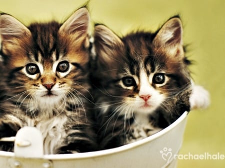 Kittens by Rachael Hale - cat, rachael hale, green, animal, cute, kitten